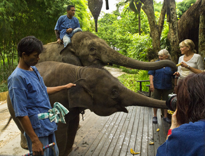 Elefantes Tailandia