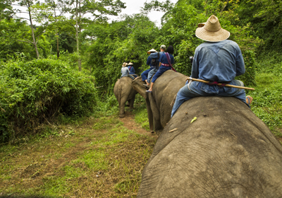 Elefantes Tailandia