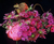 Nobuyoshi Araki, Flowers of Paradise
