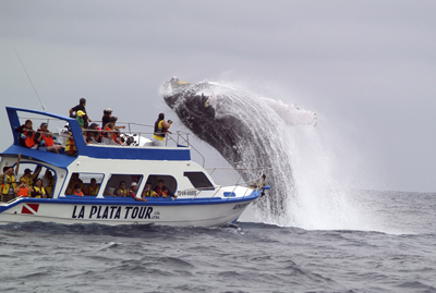 Avistamiento de ballenas y estancia en comunidades de Comercio Justo en Ecuador