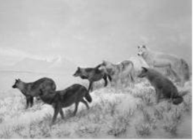 Lobos de Alaska 1994. Impresión a la gelatina de plata. © Hiroshi Sugimoto