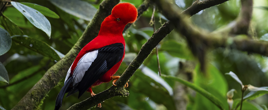Quito, la capital mundial del birdwatching
