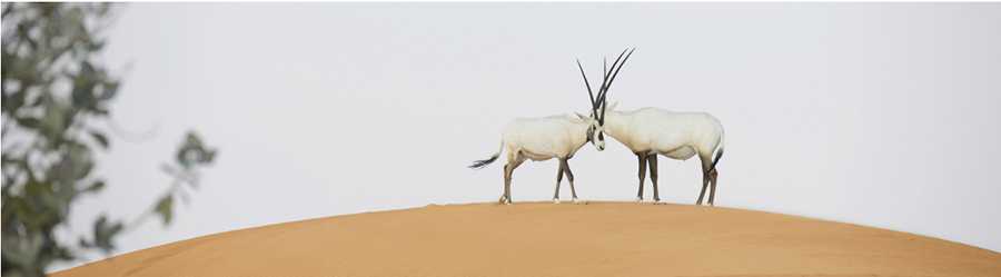 Inauguración del nuevo centro de visitantes de la Reserva Natural del Desierto de Dubái