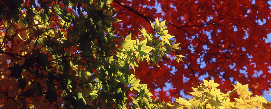 Diversidad de colores y actividades aguardan a los visitantes este otoño en Japón