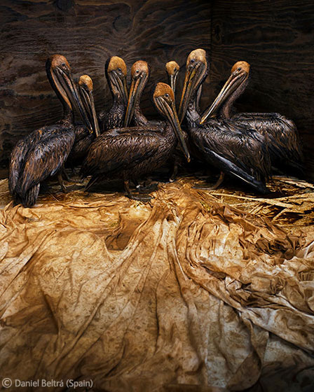 Daniel Beltra - Veolia Wildlife Photographer - Foto-viajes