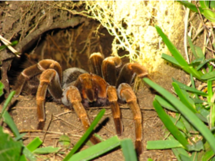 Costa Rica, Pura Vida