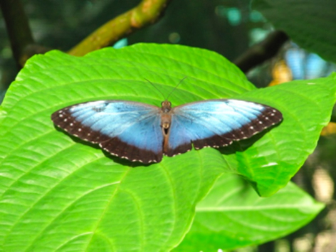 Costa Rica, Pura Vida