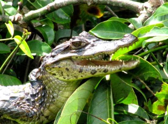 Costa Rica, Pura Vida