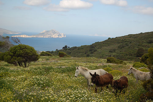 Amorgos - Burros en libertad