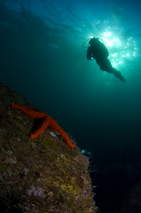 La gran experiencia de buceo en Algarve