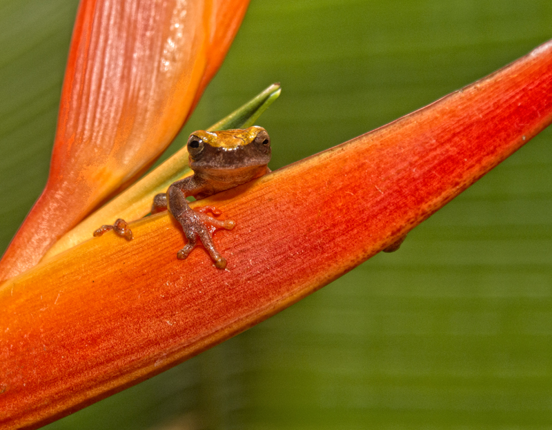 Perú, naturaleza en estado puro