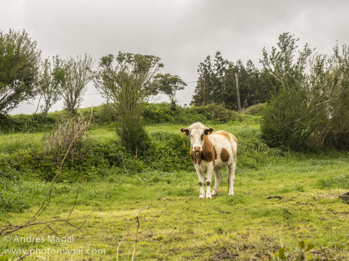 Azores, 9 esmeraldas en medio del Oceano, 2a parte