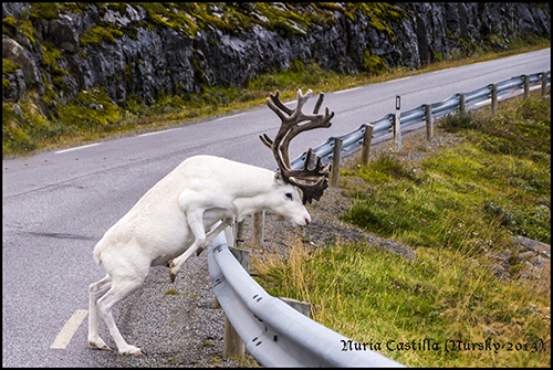 Noruega, Viaje al Norte