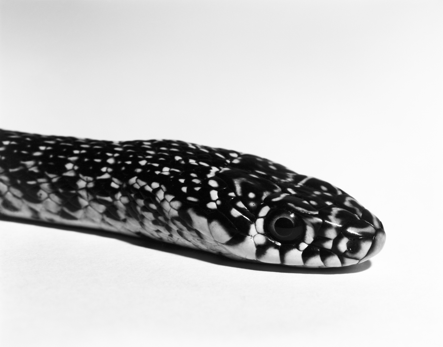 Snake, 2013. De la serie "Almost There". Copyright Aleix Plademunt