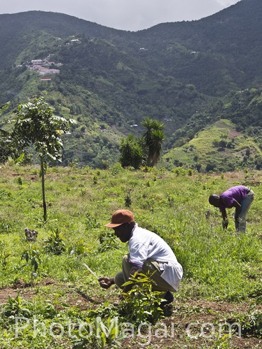 Las Blue Mountains de Jamaica, Patrimonio Mundial por la UNESCO