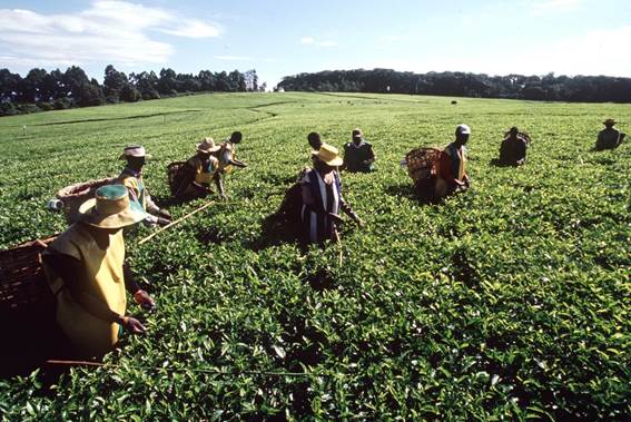 Tours por los productos estrella de Kenia