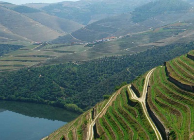 Comienza la vendimia en el Duero