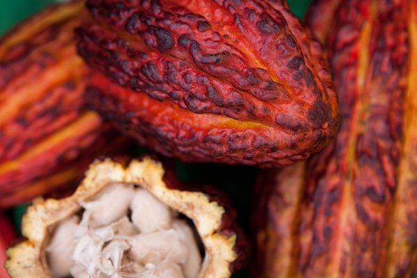 Foto: Cacao ©Gihan Tubbeh