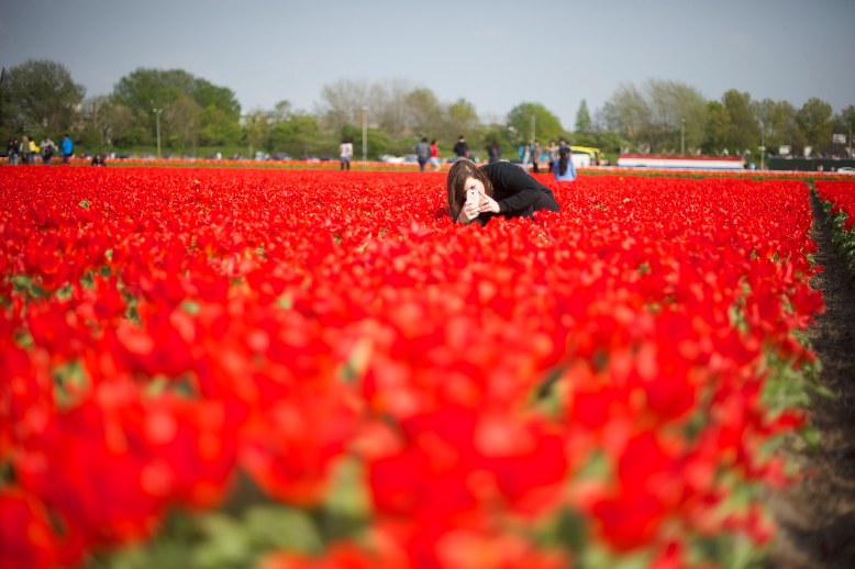 Imagen: Keukenhof (Lisse, Holanda). Flickr / Creative Commons - Or Hiltch