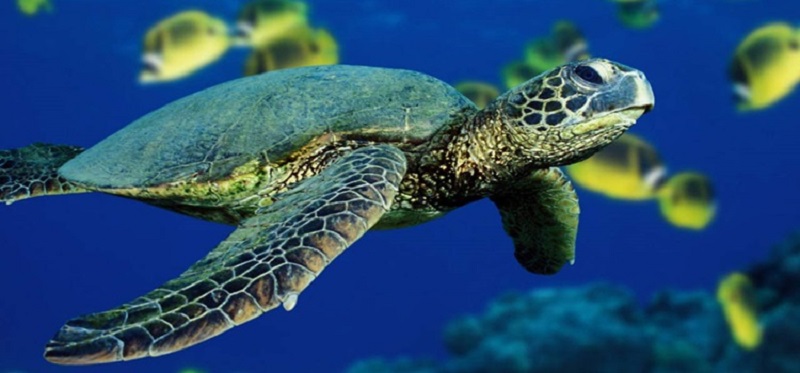 Panamá, el país que es una reserva natural