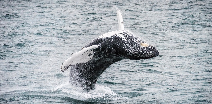 Descubrir la tierra de los elfos de la mano de Hurtigruten