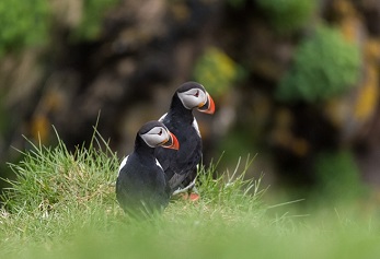 Descubrir la tierra de los elfos de la mano de Hurtigruten