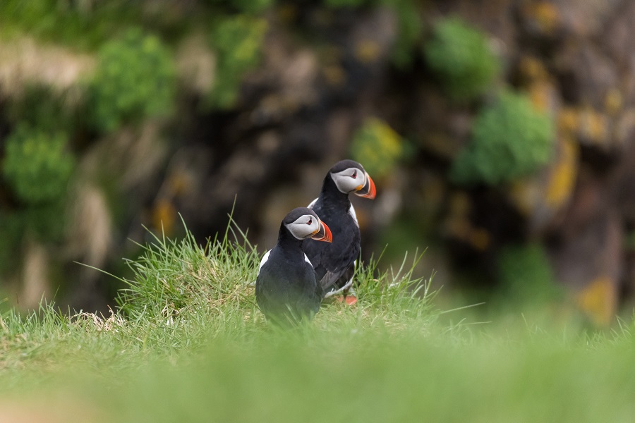 Descubrir la tierra de los elfos de la mano de Hurtigruten