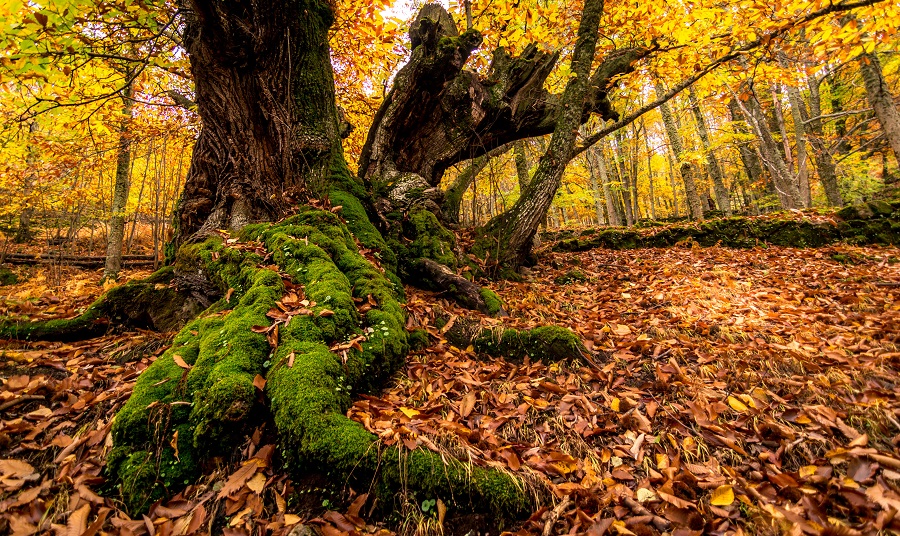 Otoño Mágico en el Valle de Ambroz