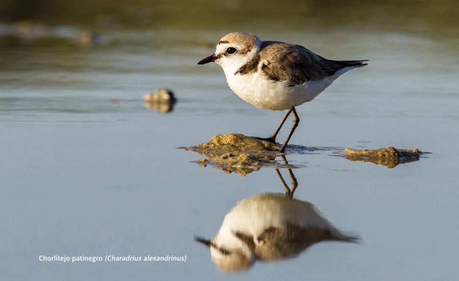 Formentera estrena nueva ruta birding