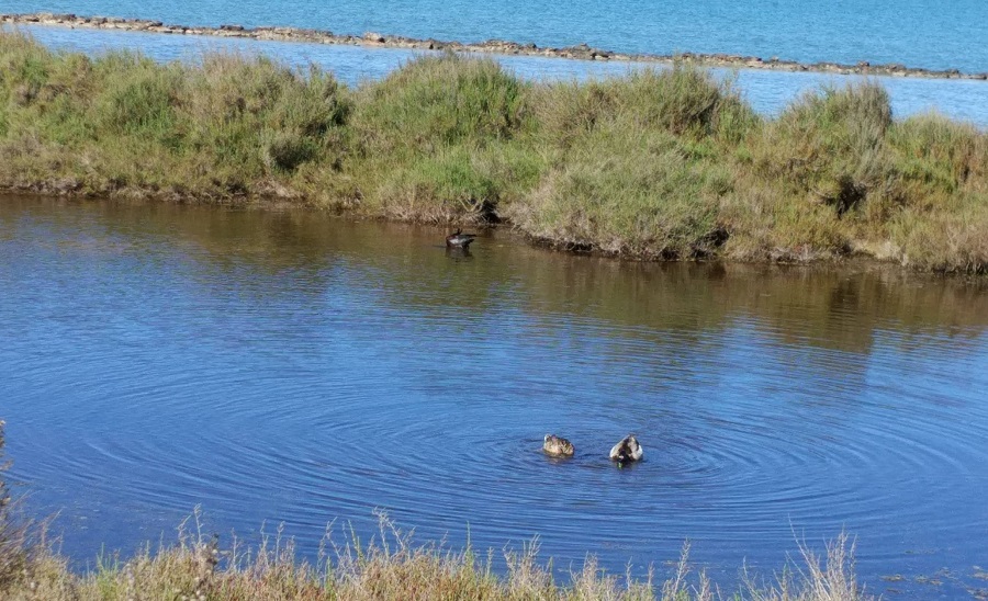 Formentera estrena nueva ruta birding
