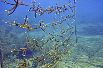 Más de 2700 piezas de coral plantadas en el White River Fish Sanctuary de Jamaica