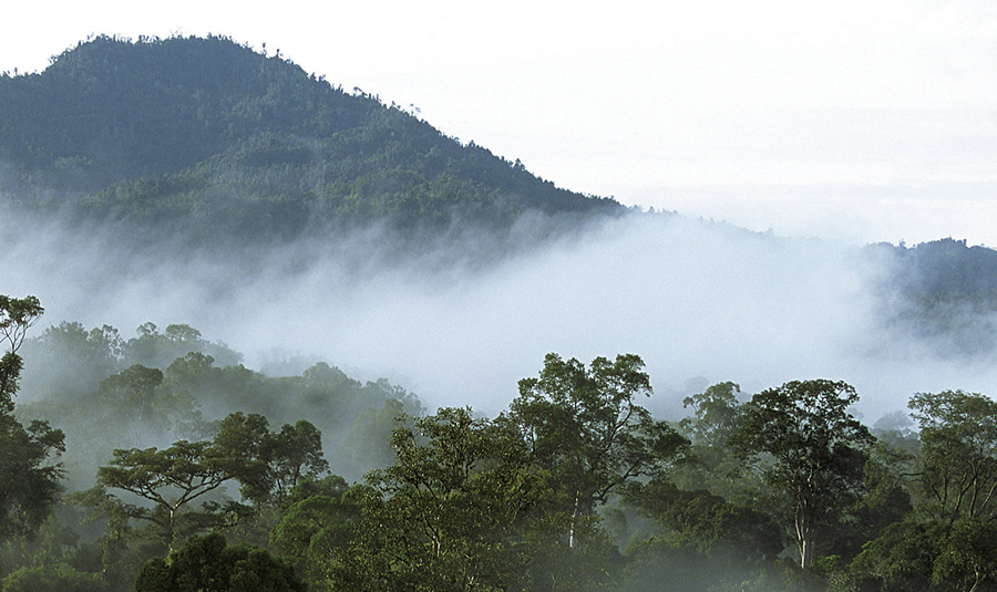 Bienvenidos a Belum Rainforest