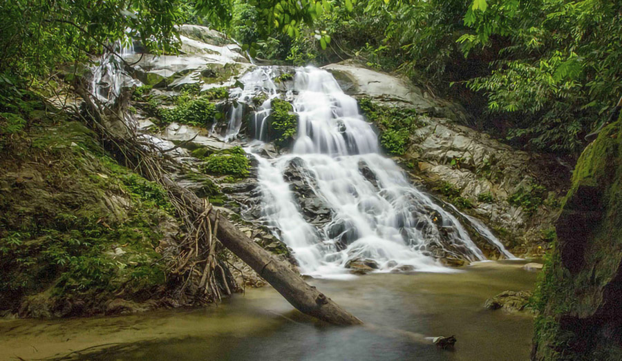 Bienvenidos a Belum Rainforest