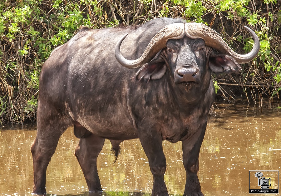 El Cráter del Ngorongoro, la naturaleza en estado puro.