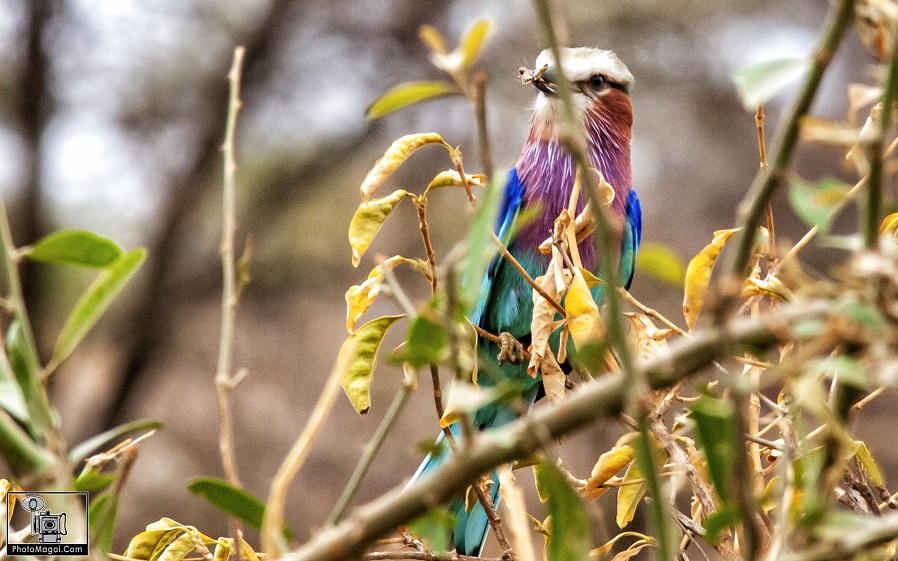 El Cráter del Ngorongoro, la naturaleza en estado puro.