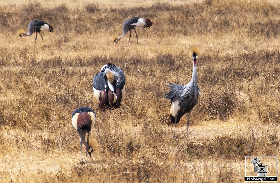 El Cráter del Ngorongoro, la naturaleza en estado puro.