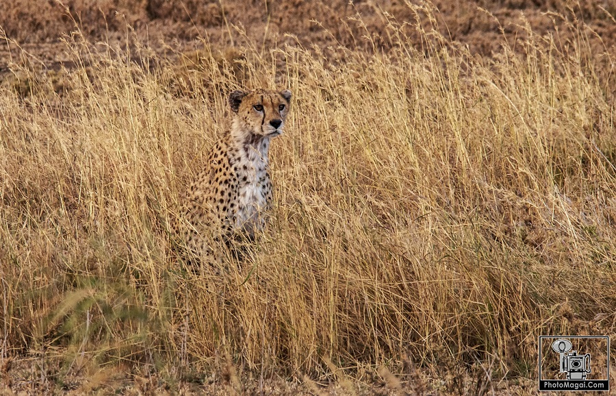 Guepardo, al animal más rápido del cráter 
