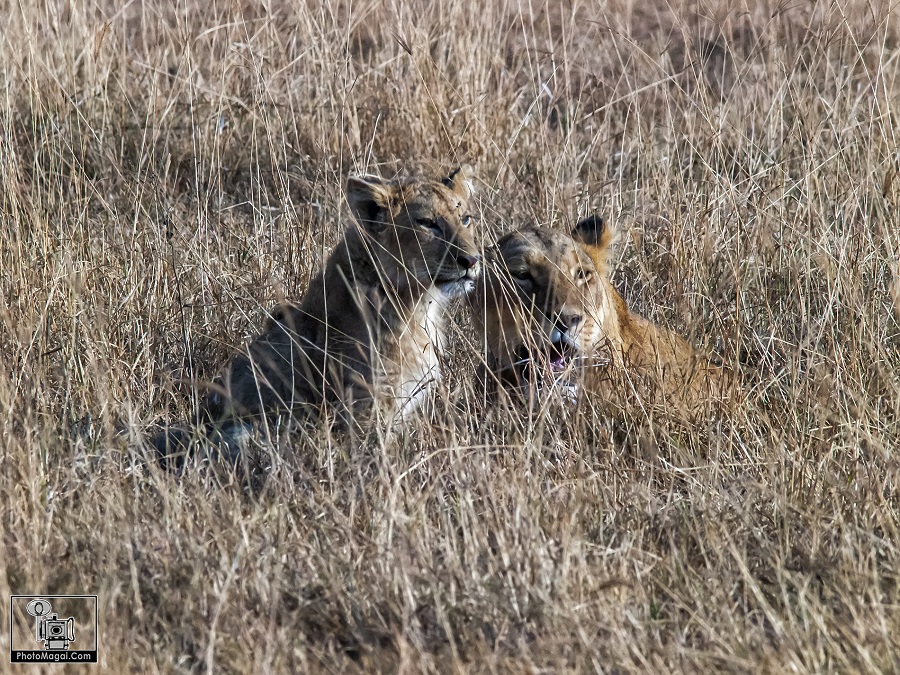 El Cráter del Ngorongoro, la naturaleza en estado puro.