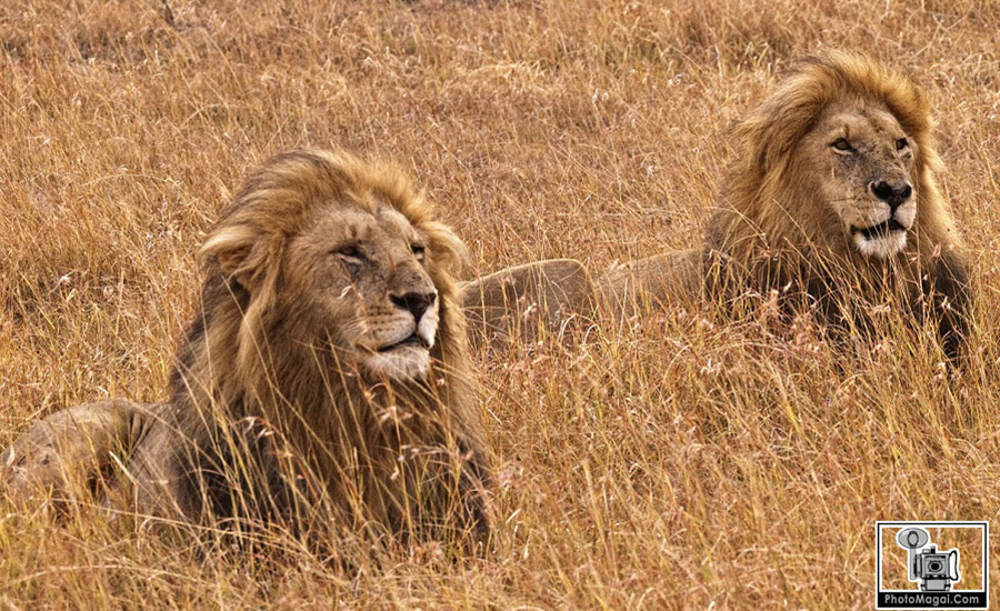 El Cráter del Ngorongoro, la naturaleza en estado puro.