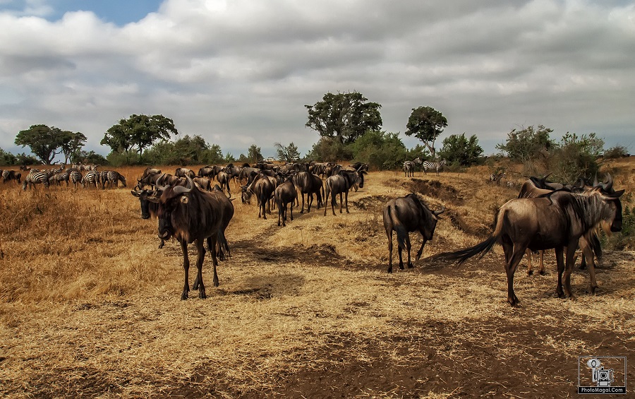 El Cráter del Ngorongoro, la naturaleza en estado puro.
