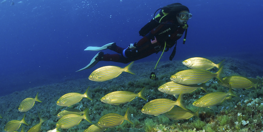 Formentera refuerza el ‘Save Posidonia Project’ con su IV foro bienal