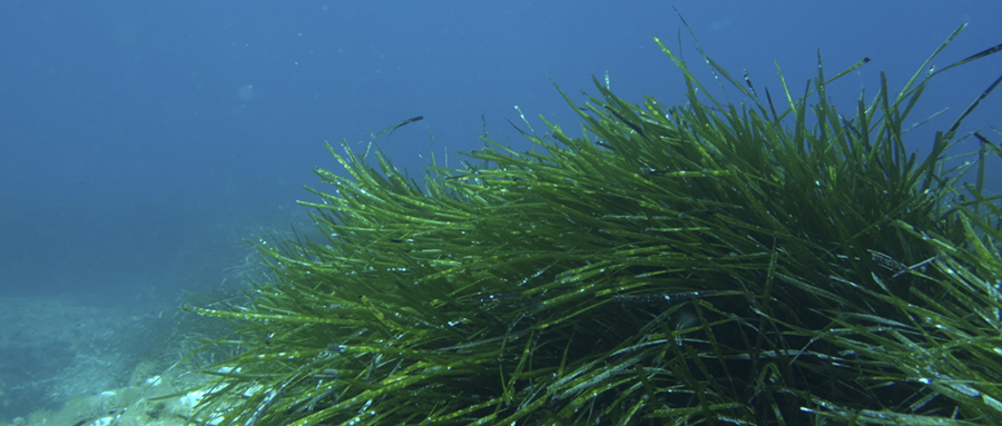 Formentera refuerza el ‘Save Posidonia Project’ con su IV foro bienal