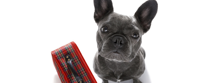 Viajar con animales en los hoteles Accor