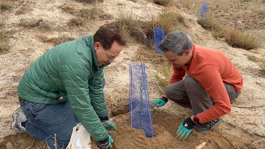 El Bosque Iberia finaliza su última fase de plantación en Paracuellos del Jarama