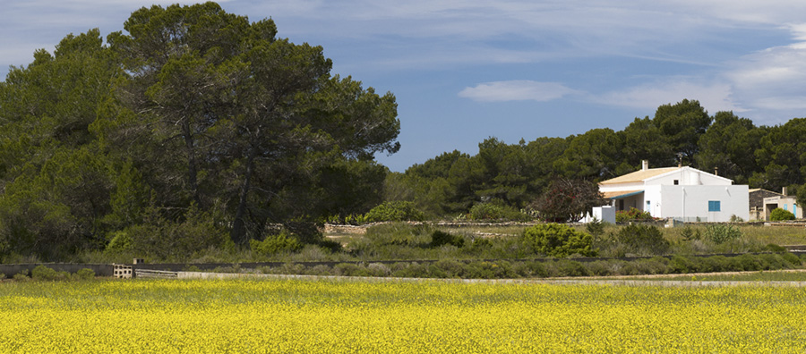 7 claves para admirar la belleza floral de Formentera ¡en primavera!