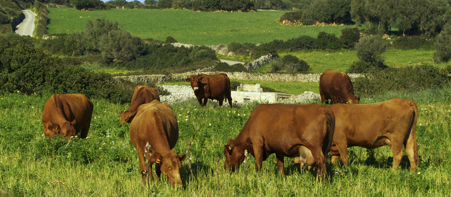 1º Concurso Nacional de cocina aplicada a la Vaca Vermella menorquina
